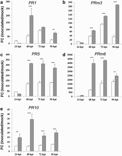 Figure 1. FC of differentially expressed genes PR1 (a), PRm3 (b), PR5 (C), PRm6 (d) and PR10 (e), in kernels of the susceptible CO354 maize line at 24, 48, 72 and 96 hpi with aflatoxin-producing and atoxigenic strains of A. flavus (white and gray bar charts, respectively). Vertical bars indicate ±standard deviation. *Significant differences between aflatoxin-producing and atoxigenic-inoculated means within the same time of sampling, according to two-way ANOVA (*P ≤ .05; **P ≤ .01; ***P ≤ .001).