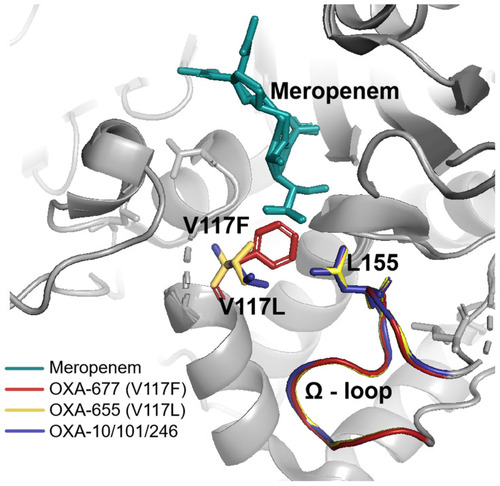 Figure 3 Superposition of OXA-10/OXA-101/ OXA-246 (blue), OXA-655 (yellow), and OXA-677 (red) with detailed view of active site. Leu155 and the omega loop are shown and labeled by the three mixed colors. Meropenem is depicted in green as a substrate. In the OXA-677 enzyme, the phenylalanine117 is closer to leucine155 in the omega loop.