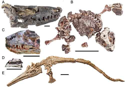 Fig. 3. Australian Mesozoic procolophonids, basal neodiapsids, and ichthyosaurians. A, Eomurunna yurrgensis (QM F49510; referred specimen) skull and mandible in right lateral view. Scale = 3 mm. B, Eomurunna yurrgensis (QM F18335; holotype) skull and postcranial skeleton. Scale = 5 cm. C, Kudnu mackinlayi (QM F9181; holotype) partial skull in left lateral view. Scale = 5 mm. D, Kudnu mackinlayi (QM F9182; referred specimen) partial skull in left lateral view. Scale = 5 mm. E, Platypterygius australis (QM F2453; referred specimen), skull and partial skeleton. Scale = 30 cm.