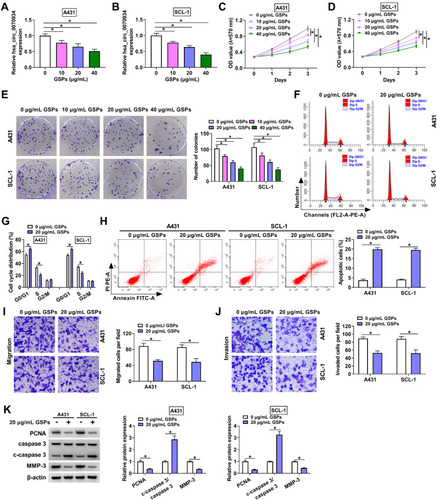 Figure 1 GSPs regulated hsa_circ_0070934 expression and the malignant progression of CSCC. A431 and SCL-1 cells were treated with different concentrations of GSPs for 24 h. (A and B) The expression of hsa_circ_0070934 was measured by qRT-PCR. MTT assay (C and D) and colony formation assay (E) were used to detect cell viability and the number of colonies to assess cell proliferation. (F–H) Flow cytometry was performed to determine the cell cycle process and apoptotic cells. (I and J) The numbers of migrated and invaded cells were evaluated by transwell assay. (K) The protein levels of PCNA, c-caspase 3/caspase 3 and MMP-3 were examined using WB analysis. *P < 0.05.