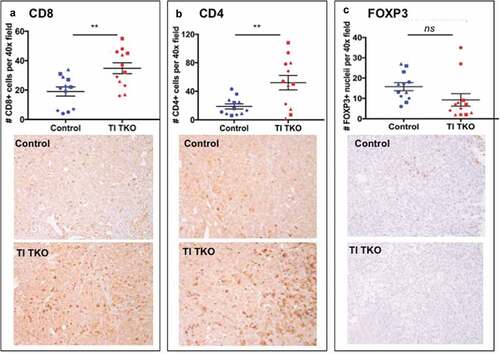 Figure 3. Transimmunization enhances intra-tumoral T cell influx.Tumors from animals in Figure 3 were collected on day 30 and immunostained for a. CD8; b. CD4; and c. FOXP3. Top panel. For each tumor sample, quantification was performed on three randomly selected tumor areas and shown as mean ± SEM. ** p < .01; ns, p = .0904; bottom panel shows representative images for each immunostain.