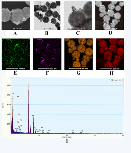 Figure 4 Characterization of composite products (Au-AgNSs@4-MBA@HP1-1@IDH1 R132H@HP2-1@MB (or Au-AgNSs@R6G@HP1-2@BRAF V600E@HP2-2@MB) (A) SEM image (B) TEM images at low magnification and (C) high magnification (D) HAADF-STEM image of composite products (E) Ag (F) Au (G) Fe (H) O (I) Elemental mapping images.