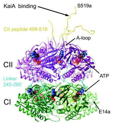 Figure 1. Crystal structure of the S. elongatus KaiC hexamer (PDB ID 3DVL).Citation15