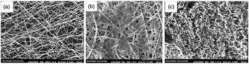 Figure 2. Morphological changes of cultured cells on the 3D nanofibrous scaffold. (a) Unseeded scaffold with interconnected pores. (b) hiPSCs-seeded on the nanofibrous scaffold (control group). The cells show spindle-shape morphology. (c) the hiPSCs-seeded scaffold in IPCs differentiation media at day-21. The cells are round in shape and form spherical dense clusters. Scale bars are a, and b: 30 µm, c: 50 µm.