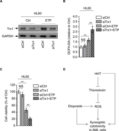 Figure 5 Depletion of thioredoxin sensitizes AML to ETP treatment.Notes: (A–C) HL60 cells transfected with siCtrl or siTrx1 were treated with vehicle control (Ctrl) or 2 µM ETP for 48 hours. (A) The protein expression of Trx1 was determined by Western blot. GAPDH was used as a loading control. The representative images (left) and the quantification of band intensity (right) are shown. (B) The intracellular ROS level was detected by flow cytometry analysis using DCFH-DA. Results relative to Ctrl are shown. (C) Cell viability was determined via trypan blue exclusion assay. Results relative to Ctrl are shown (%). Data were obtained from at least three independent experiments and analyzed by Student’s t-test. Data are presented as mean ± SD. **P<0.01. (D) Brief schematic graph of a model for the role of HHT in augmenting ETP cytotoxicity in AML cells through targeting thioredoxin-mediated ROS elimination.Abbreviations: AML, acute myeloid leukemia; DCFH-DA, dichlorofluorescein diacetate; ETP, etoposide; HHT, homoharringtonine; NS, not significant; ROS, reactive oxygen species.