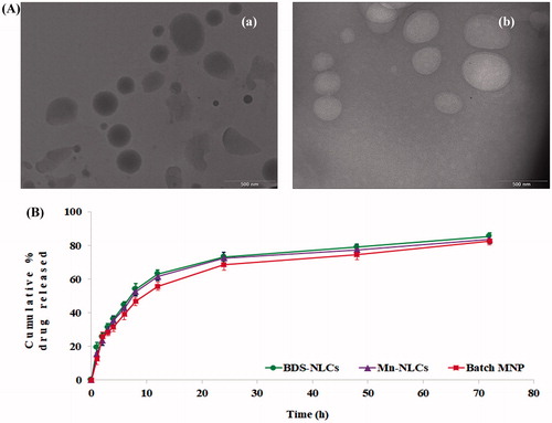 Figure 5. (A) TEM images of (a) BDS-NLCs and (b) Mn-NLCs; (B) In vitro dissolution profile of BDS-NLCs, Mn-NLCs and batch MNP.