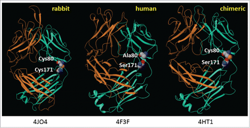 Figure 1. Structures of rabbit, human, and rabbit-human chimeric antibodies. PDB file information is indicated below each structure.Citation13-15