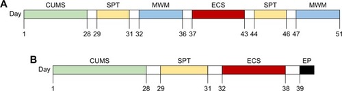 Figure 1 Time overview of the study.