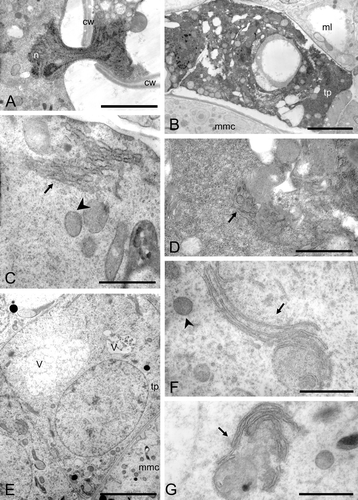 Figure 8 A–G. TEM micrographs of Consolea moniliformis and C. spinosissima male‐sterile anthers at Stage 2. A–D. C. moniliformis. A. Detail of a nucleus (n) traversing a cytoplasmic channel between two mmc's cell walls (cw). B–D. Tapetal cell. B. Somewhat enlarged tapetal cell (tp) with very dense cytoplasm and small vacuoles. C. Cytoplasm detail showing short compact rER cisternae forming dense stacks (solid arrow) and healthy looking mitochondria (arrowhead). D. Dense cytoplasm with some small vacuoles, some rER (solid arrow) and abundant free ribosomes. E–G. C. spinosissima tapetal cell (tp). E. Enlarged tp with vacuoles (v) and single nucleus. F. Cytoplasm detail showing elongated rER cisternae (solid arrow) encircling regions of cytoplasm, and healthy looking mitochondria (arrowhead). G. Cytoplasm detail showing nearly circular rER configuration (solid arrow). Scale bar – 2 µm (B, E); 1 µm (A); 0.5 µm (D, F, G); 0.4 µm (C).