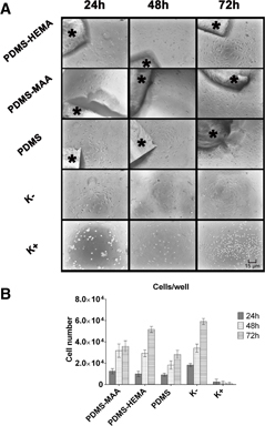 Figure 5. Optical images of human fibroblast cells seeded in the presence of the different PDMS materials (∗) after 24, 48 and 72 h of incubation (A). Cell number per well in the presence of each material at 24, 48 and 72 h (B) K − , negative control; K + , positive control. All images were acquired with the same original magnification.