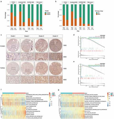 Figure 5. High correlations of the gene signature with tumor grade and pathologic stage followed by functional analysis of signature genes. (a) Distribution of G1&G2 and G3&G4 tumors between high- and low-risk group in TCGA, combined GEO (GSE66272 & GSE36895), E-MTAB-1980 and TMA cohort. (b) Distribution of stage I/II and III/IV tumors between high- and low-risk group in TCGA, combined GEO (GSE66272 & GSE36895), E-MTAB-1980 and TMA cohort. (c) Representative immunostaining pictures of FOXM1 and TOP2A between different tumor grade. Scale bar: 100 μm. Top 3 gene sets enriched in the high-expression group of signature genes (d) FOXM1 (e) TOP2A. Clustering heatmaps of differentially enriched pathways for signature genes based on GSVA. (f) FOXM1 (g) TOP2A. χ2 test was used to test difference in distribution of tumor grade and pathologic stage, *P < .05.**P < .01.***P < .001