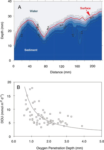 Figure 24.  (A) The in situ O2 concentration across the sediment water interface as derived from 33 O2 microprofiles measured at an equistant distance of 7.0 mm. The relative position of the sediment surface was derived from a distinct break in the concentration gradients. (B) The DOU depicted as a function of the O2 penetration depth as derived from individual O2 microprofiles measured along two microtransects (n = 60). The solid line indicates L = 2ϕDs (Cw/DOU), which has been proposed as a relation for describing the O2 penetration (L) as a function of the O2 concentration (Cw) and the DOU in homogenous sediments at steady state (Cai & Sayles Citation1996). The equation describes the general trend of the data, but the scatter indicates a substantial heterogeneity in the controls regulating the O2 distribution.