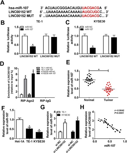 Figure 3 miR-107 was a target of LINC00152. (A) The putative complementary sequences between LINC00152 and miR-107 were predicted by starBase v2.0. (B, C) The luciferase activity of LINC00152 WT or LINC00152 MUT reporter was detected by dual-luciferase reporter assay. (D) RIP assay was performed to detect the enrichment of LINC00152 by Ago2 or IgG antibody in TE-1 and KYSE30 cells transfected with miR-107 mimic or miR-NC. (E, F) The level of miR-107 was detected in ESCC tissues and cells using qRT-PCR. (G) The level of miR-107 in si-LINC00152-transfected TE-1 and KYSE30 cells was tested by qRT-PCR. (H) The linear correlation between the level of LINC00152 and miR-107 was shown. *P<0.05.