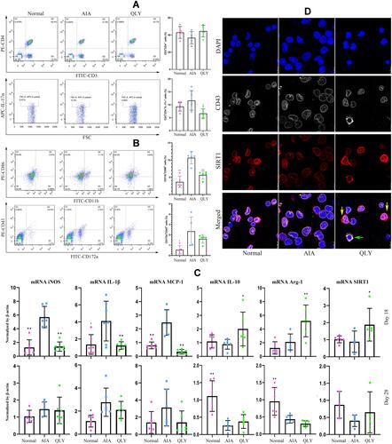 Figure 3 Impact of QLY treatment on immune milieu in AIA rats. (A) Flow cytometry analysis of CD3+CD4+IL-17α+ Th17 cells in peripheral blood sampled on day 18; (B) flow cytometry analysis of inflammatory CD43+CD86+ monocytes in peripheral blood sampled on day 18; (C) mRNA expression of iNOS, IL-1β, MCP-1, IL-10, Arg-1, SIRT1 in peripheral WBCs collected on day 18 and 28 assessed by RT-qPCR; (D) immunofluorescence method-based observation of co-localization of molecule CD43 and SIRT1 in peripheral monocytes sampled on day 18, yellow arrow: high expression of SIRT1, green arrow: high expression of CD43. Statistical significance: *p < 0.05 and **p < 0.01 compared with AIA model rats.