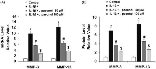 Figure 5. Paeonol suppresses the expression of matrix metalloproteinases in chondrogenic cell line ATDC5 cells. ATDC5 cells were incubated with 10 ng/mL IL-1β with or without paeonol (50, 100 μM) for 24 h. (A) mRNA levels of MMP-3 and MMP-13; (B) Elisa results of MMP-3 and MMP-13 (*, #, $, P < .01 vs. previous control group).