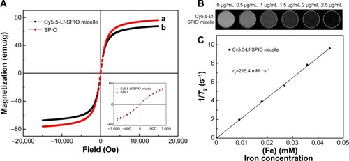 Figure 3 Magnetic properties and MR imaging abilities of the materials.Notes: (A) Magnetization curves at 300 K. (B) T2-weighted MR images of the Cy5.5-Lf-SPIO micelles. (C) Relaxivities (r2) of the Cy5.5-Lf-SPIO micelles measured at 300 K.Abbreviations: MR, magnetic resonance; Lf, lactoferrin; SPIO, superparamagnetic iron oxide.