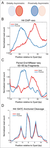 Figure 2. Asymmetric nucleosome positions identified by ChIP-exo show symmetric H4S47C-anchored cleavages. A) Schematic of ChIP-exo asymmetry relative to the transcription start site (TSS). Ratio of H4-ChIP-exo counts between proximal and distal sides of the dyad axis relative to the TSS from Rhee et al.Citation20 was used to identify asymmetric nucleosome positions. The H4-ChIP-exo ratios were obtained from Table S4 of Rhee et al. and a cutoff of greater than 2 or less than 0.5 was used. B) Averages of H4 ChIP-exo data for the distally (n = 264) and proximally (n = 293) asymmetric nucleosome positions. The running average over a 15 bp window is plotted. C) Averages of centers of fragments from MNase-seqCitation30 are plotted for distally and proximally asymmetric nucleosome positions identified by H4-ChIP-exo. The running average over a 15 bp window is plotted for fragments of 65–85 bp in length, which would include half-nucleosome protections. Enrichment is observed on the distal side of the dyad for the distally asymmetric positions and on the proximal side of the dyad for the proximally asymmetric positions. D) Average read counts of the ends of fragments generated by H4S47C-anchored cleavageCitation16,18 are plotted for distally and proximally asymmetric nucleosome positions identified by H4-ChIP-exo. We observe no asymmetry in the H4S47C-anchored cleavage data for both distally and proximally asymmetric positions identified by H4-ChIP-exo.