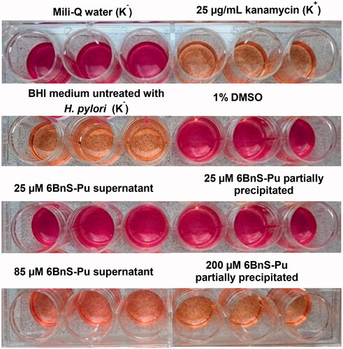 Figure 5. Colour change examples observed in the Christensen’s test (see Materials and methods) in wells with H. pylori 26695 strain incubated in the presence of various concentrations of 6BnS-Pu. K+ indicates a positive control (25 µg/mL of kanamycin) and K− indicate negative controls as described. The results are presented for three repetitions.