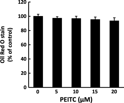 Fig. 1. Effect of PEITC on lipid accumulation.