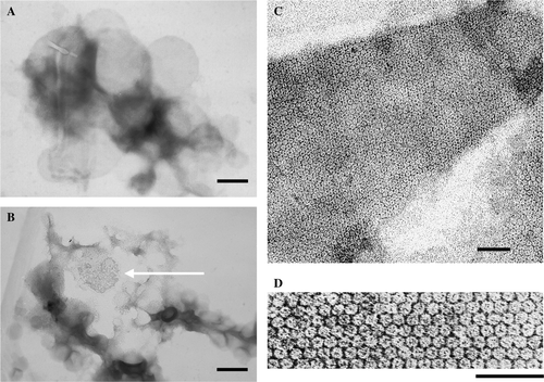 Figure 5.  Wild type lysenin-His assembles into a honeycomb-like structure when bound to sphingomyelin-containing liposomes. Recombinant wt lysenin-His (7 µM) was incubated with (A) DOPC/cholesterol (3:2) or (B–D) SM/DOPC/cholesterol mulilamellar liposomes (1:2:2, 6 mM total phospholipids, SM/lysenin 300:1) after which samples were negatively stained and examined under an electron microscope. Bars, 200 nm in (A, B), 50 nm in (C, D). Arrow in (B) indicates lattice formed by wt-lysenin-His.