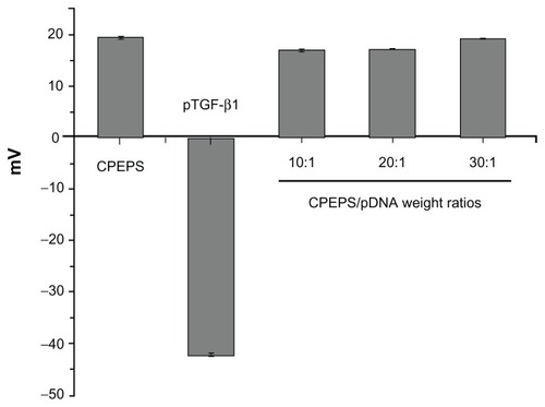 Figure 6 The zeta potentials of free pTGF-β1, CPEPS, and CPEPS combined with different amounts of pTGF-β1 to yield the following CPEPS/pTGF-β1 weight ratios: 10:1, 20:1, and 30:1.Note: The values are the means ± standard error of the mean of three experiments.Abbreviations: TGF-β1, transforming growth factor beta-1; pTGF-β1, plasmid encoding TGF-β1; CPEPS, cationized P. eryngii polysaccharide.