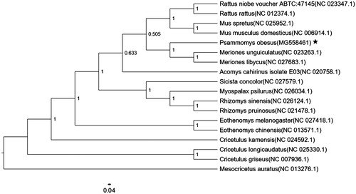 Figure 1. Neighbor-joining molecular phylogenetic tree of 18 species of Glires based on complete mitogenome sequences, with M. auratus as an outgroup. The asterisk indicates the individual sampled in this study. GenBank accession numbers are indicated in brackets.