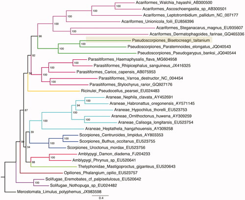 Figure 1. The ML phylogenetic tree constructed based on the amino acid dataset of mitogenomes in Arachnida. Bisetocreagris taitanium clade was highlighted. Numbers aside the nodes are the support values based on 1,000 bootstrap replicates.