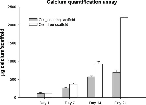 Figure 7 Calcium deposition contents per scaffold on cell-free scaffolds in comparison with cell-seeded scaffolds on Days 1, 7, 14, and 21.