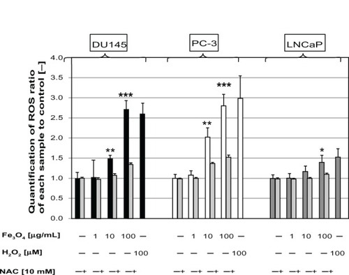 Figure 3 Production of intracellular ROS in DU145, PC-3, and LNCaP cells after treatment with MgNPs-Fe3O4 for 24 hours in the absence or presence of NAC.Notes: Data are presented as the mean ± SD of three independent experiments. *Significantly different from the untreated control at P < 0.05; **significantly different from the control at P < 0.01; ***significantly different from the untreated control at P < 0.001.Abbreviations: ROS, reactive oxygen species; MgNPs-Fe3O4, Fe3O4 magnetic nanoparticles; NAC, N-acetylcysteine; SD, standard deviation.