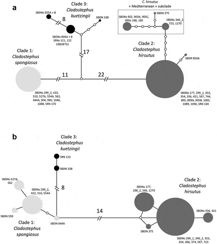 Fig. 3. Haplotype networks based on (A) COI-5P and (B) ITS sequences of Cladostephus (unalignable regions removed by Gblocks; Castresana, Citation2000). Lengths of lines are not to scale, while numbers and open dots refer to base changes between encountered haplotypes (full circles); sizes of circles are proportional to numbers of sequences included