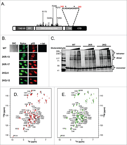 Figure 1. Mutation of the 2 lysine residues within the tetramerization domain of p53 does not alter subcellular localization or oligomerization. A) Schematic representation of the domains of p53. Location of tumor-derived mutations and relative frequency are indicated by the height of the line found at each amino acid position. The primary sequence encompassing lysine residues 351 and 357 in the tetramerization domain is listed and asterisks denote the positions of these residues within the sequence. (B) Subcellular localization of tetramerization domain mutants. Cell lines listed on left were induced to express p53 by removal of tetracycline for 24 hours. DNA was visualized by staining with Sytox Green (‘Sytox’) and p53 localization was detected by incubation with DO-1 monoclonal antibody followed by goat anti-mouse secondary antibody conjugated to Cy5 (‘p53’, red). The ‘+ tet’ image shows p53 staining without protein induction. DIC image of wild-type shows the whole cell including its nucleus and nucleoli. (C) H1299 cells were transfected with WT-p53, 2KR-p53, or 2KQ-p53 expression constructs. Twenty-four hours later, cells were harvested and crosslinked with 0.005%, 0.01%, or 0.02% gluteraldehyde. Complexes were separated by SDS-page and subjected to immunoblot analysis. (D) Superposition of the 1H-15N TROSY-HSQC spectra of WT-p53 (black) and the 2KQ-p53 mutant (red). (E) Superposition of the 1H-15N TROSY-HSQC spectra of WT-p53 (black) and the 2KR-p53 mutant (green).