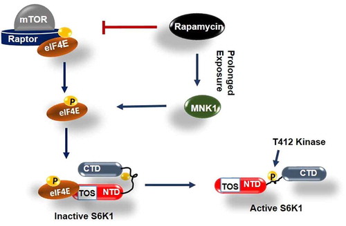 Figure 6. Model depicting role of phosphorylated eIF4E in activation of S6K1 Graphical illustration depicts that eIF4E is primarily phosphorylated by mTORC1 or alternatively by MNK1 after rapamycin activation. Phosphorylated eIF4E then interacts with TOS motif of S6K1 and relieves its inhibition due to Carboxy terminal domain (CTD). This leads to exposing of critical hydrophobic motif (HM) site of S6K1 for phosphorylation and subsequent activation by a kinase other than mTORC1