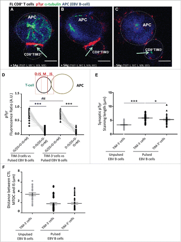 Figure 3. Minor alteration of immunological synapse formation in CD8+TIM-3+ T cells from FL lymph nodes. Representative IS formation between CD8+TIM–3+ T cells (A) and CD8+TIM-3– T cells (B and C) from FL lymph nodes (n = 3) stained with α-tubulin (green) and pTyr (red) after 15 min conjugation with unpulsed (C) or SAg-pulsed (A and B) EBV B cells (blue stained). The yellow arrow indicates the MTOC position. Bar 5 µm. (D) Scheme depicting pTyr intensity measurement defined by three reference areas at different regions of the T cell surface: immunological synapse between T cell and target B cell (=IS), distal synapse region (=D–IS) and area between these two regions (=M). The intensity of pTyr red fluorescence was measured in the different cell areas as indicated in the scheme. Fluorescence intensity in the regions of interest was compared to that of the entire cells using the Metamorph® software. In particular, the mean intensity of pTyr red fluorescence in CD8+TIM-3– and in CD8+TIM3+ T cells was calculated by dividing the pTyr red pixels in IS and those in the D-IS for the total red pixel of entire cell (IS+M+D-IS) (E). Comparison of pTyr staining lenght at the IS area between pulsed CD8+TIM-3+ T cells and CD8+TIM-3– T cells (unpulsed CD8+TIM-3– T cells as negative control) (µm). (F) Comparison of the distance between microtubule-organizing center (MTOC) and the center of the IS area between pulsed CD8+TIM-3+ T cells and CD8+TIM-3– T cells (µm). Each dot in Fig. 3D–F represents a cell. Data are from three FL patients. For the different FL samples standardized conditions for pinhole size, for gain and offset (brightness and contrast), were used for image capture. Wilcoxon signed-rank test using the GraphPad Prism software (version 6; GraphPad) was used to determine the statistical significance of differences between the groups. p = 0.3699, p < 0.0001, and p < 0.0001, respectively (D); p < 0.0001 and p = 0.0232, respectively (E).