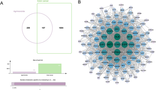 Figure 1 Targets of AM for colon cancer. (A) A total of 107 AM targets for colon cancer were screened by Venn diagram. (B) PPI network analysis of AM targets for colon cancer was performed by using the String database. The green nodes in the middle represented the larger degree values.