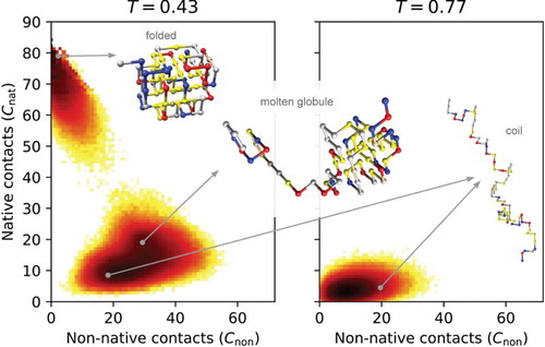 Figure 2. The folded, molten globule and coil states. Two-dimensional free energy landscapes derived from lattice model simulations are shown at two different temperatures for the same protein sequence as shown in Figure 1; native contacts are shown on the Y -axis, non-native contacts on the X-axis. At T=0.43 the native state, the molten globule state and coil state are all populated. Note that for this protein sequence. At the higher temperature, T=0.77, the coil state clearly dominates the configurational ensemble. The lattice model configurations show hydrophobic residues in yellow, positively charged in blue, negatively charged in red and polar residues in grey.