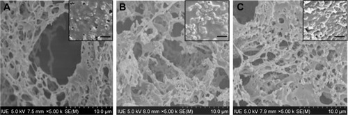 Figure 3 SEM images of SF/PLLA composite scaffolds (scale bar, 10 μm for all panels) with the inset images displaying the magnified view (scale bar, 2 μm) prepared by dichloromethane/1,4-dioxane (1:1, v:v): (A) SF/PLLA (1:9, w/w), (B) SF/PLLA (2:8, w/w) and (C) SF/PLLA (3:7, w/w).Abbreviations: SEM, scanning electron microscope; SF, silk fibroin; PLLA, poly(l-lactic acid); IUE, Institute of Urban Environment.