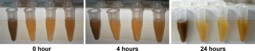 Figure S1 Stability of A-MFS solution with different concentrations.Abbreviation: A-MFS, anti-mesothelin antibody.