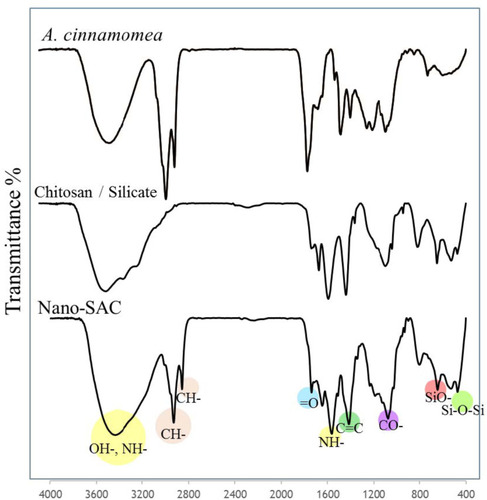 Figure 3 The spectrum of Antrodia cinnamomea extract, chitosan with silicate, and nano-SAC as measured by Fourier transform-infrared spectroscopy.Abbreviation: nano-SAC, nanoparticle form of silica-chitosan and solid-state-cultured A. cinnamomea.