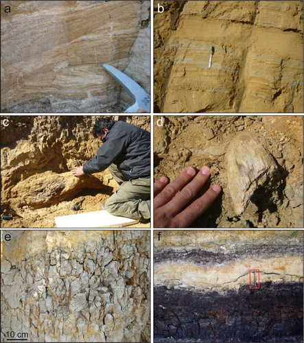 Figure 5. Sedimentary characteristics and mammal remains of the MDS. (a) Grey clays overlaid by laminated coarse sands, with angular clasts, grading into planar cross-stratified sand (Campo di Pile industrial area); (b) alternation of coarse sands and silty-clayey layers cut by cm-scale syn-sedimentary fault planes (Via della Polveriera, south L’Aquila Hill); (c) tusk of M. meridionalis found at Campo di Pile industrial area; (d) horn of not identified bovid found at Campo di Pile industrial area; (e) root casts (rizholiths) with oxidized organic matter fill (Pagliare di Sassa); (f) lignite seam with interlayered sand horizon (Colle Mancino, Genzano) (hammer for scale into the red rectangle).