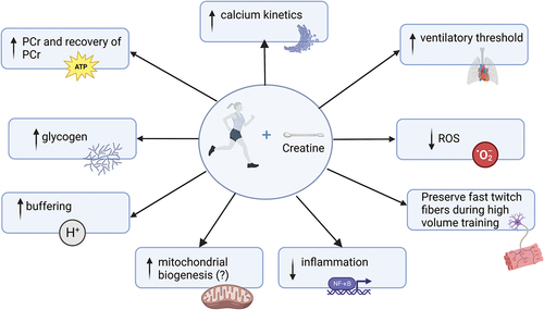 Figure 1. Potential mechanisms of how creatine supplementation can enhance endurance performance. Created with BioRender.Com.