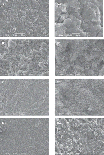 Figure 4. Effects of l-lysine (Lys), l-arginine (Arg), or pH on the SEM images (left: A1–H1, × 500; and right: A2–H2, × 2000) of myosin gel. A: Lys or Arg 0%, pH 6.04; B: Lys 0.01%, pH 6.11; C: Lys 0.05%, pH 6.32; D: Lys 0.10%, pH 6.62; E: Arg 0.01%, pH 6.10; F: Arg 0.05%, pH 6.32; G: Arg 0.10%, pH 6.62; and H: Lys or Arg 0%, pH 6.32.