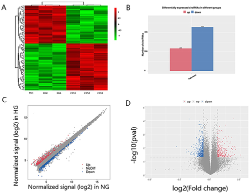 Figure 2 CircRNA expression profiling in culture supernatant exosomes from HG group compared with controls. (A) Clustered heat map analysis of differentially expressed circRNAs. (B) The differentially expressed circRNAs between two groups. (C) Scatter plots of circRNAs signal values. (D) Volcano plots visualizing the differentially expressed circRNAs.