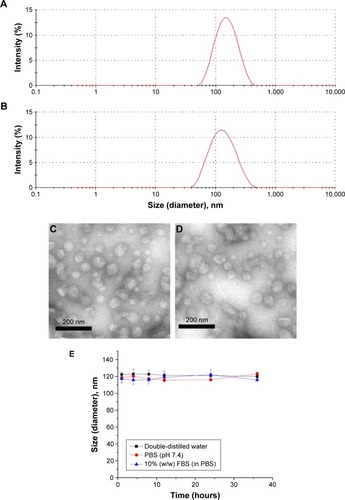 Figure 1 Characterization and stability study of the NLCs.Notes: Hydrodynamic radii of PMAGP-GEM/PTX NAG-NLCs (A) and blank PMAGP NAG-NLCs (B) estimated by DLS; typical TEM images of PMAGP-GEM/PTX NAG-NLCs (C) and blank PMAGP NAG-NLCs (D). (E) Stability studies of PMAGP-GEM/PTX NAG-NLCs in double-distilled water, PBS, and 10% FBS (in PBS). Data are expressed as mean ± SD (n=3).Abbreviations: NLCs, nanostructured lipid carriers; PMAGP, poly(6-O-methacryloyl-d-galactopyranose); GEM, gemcitabine; PTX, paclitaxel; NAG, N-acetyl-d-glucosamine; DLS, dynamic light scattering; TEM, transmission electron microscopy; PBS, phosphate-buffered saline; FBS, fetal bovine serum; SD, standard deviation.