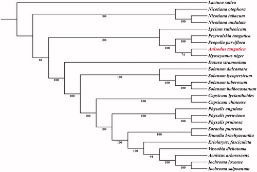 Figure 1. Maximum likelihood phylogenetic tree based on 26 complete chloroplast genome sequences. The number on each node indicates the bootstrap value. Accession numbers: Acnistus arborescens KU306735.1; Anisodus tanguticus MF539117; Capsicum chinense KU041709.1; Capsicum lycianthoides KP274856.1; Datura stramonium JN654342.1; Dunalia brachyacantha KP308151.1; Eriolarynx fasciculata KU306938.1; Hyoscyamus niger KF248009.1; Iochroma loxense KP296185.1; Iochroma salpoanum KU315119.1; Lactuca sativa AP007232; Lycium ruthenicum MG976805.1; Nicotiana otophora KU051626.1; Nicotiana tabacum Z00044.2; Nicotiana undulata JN563929.1; Physalis angulata MH019241.1; Physalis peruviana MH019242.1; Physalis pruinosa MH019243.1; Przewalskia tangutica KY352315.1; Saracha punctata KP280050.1; Solanum bulbocastanum DQ347958.1; Solanum dulcamara KY863443.1; Solanum lycopersicum HG975525.1; Scopolia parviflora KU900232.1; Solanum tuberosum DQ386163.2; Vassobia dichotoma KP294521.1.