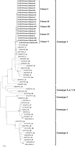 Figure 1. Phylogenetic tree of the partial (309 bp) ORF2 gene of hepatitis E viruses detected in domestic pigs in Zambia and reference sequences [Citation15] retrieved from the GenBank (https://www.ncbi.nlm.nih.gov). The tree was generated in MEGA7 (https://www.megasoftware.net) using maximum likelihood method based on the Tamura-Nei model with 1000 bootstrap replicates. Bootstrap values >60% are indicated at the branch nodes. Viruses characterized in this study are indicated in bold text. Reference sequences are indicated by their accession number, followed by the genotype (number) and/or clade (letter) in bold text. Right brackets denote cluster or genotype. Bar, number of substitutions per site.