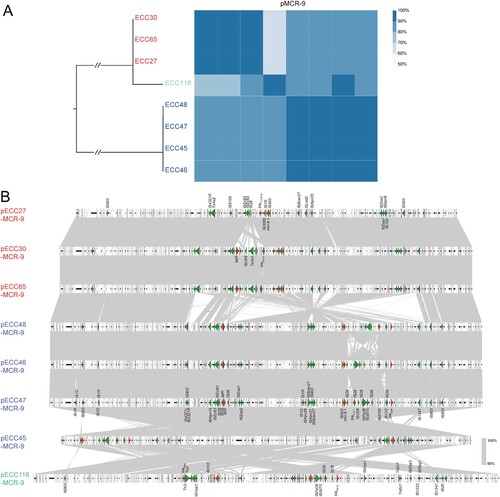 Figure 2. Comparative genomic analysis on eight complete sequenced mcr-9-harboring MCR-CRE isolates. (A) Core-genome phylogenetic tree accompanied by a similarity matrix of mcr-9 plasmids. The isolates are coloured according to the STs (blue: ST133; red: ST418; green: a novel ST). The pairwise similarity between plasmids is shown by a heatmap, and is deﬁned as the coverage of homology regions for query plasmid (row-wise) and subject plasmid (column-wise). (B) Synteny analysis of eight circularized mcr-9 plasmids. Identical regions (i.e. 100% similarity) are highlighted by grey rectangles. Arrows with direction indicate the sense of transcription of genes. Δ represents truncated genes.