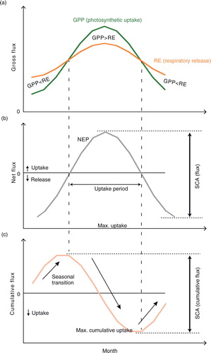 Fig. 1 Explanation of seasonal-cycle amplitude (SCA) metrics with idealized sample data. (a) Seasonal change in gross CO2 fluxes: GPP, gross primary production, and RE, ecosystem respiration. (b) Seasonal change in net CO2 flux (NEP, net ecosystem production) and its seasonal amplitude. (c) Seasonal change in cumulative CO2 flux in calendar year and its SCA.