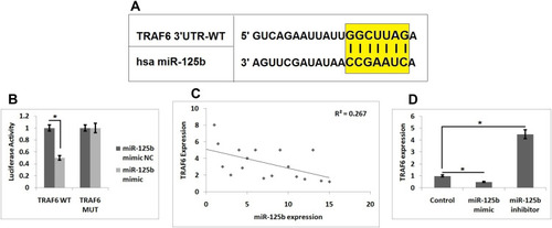 Figure 3 TRAF6 is the target gene of miR-125b. (A) The 3ʹUTR region of TRAF6 has potential binding site for miR-125b. (B) Results of Luciferase assay as evaluated in MC3T3-E1 cells. (C) Results of Pearson correlation analysis for levels of miR-125b levels and TRAF6 in osteoporosis clinical samples. (D) Levels of TRAF6 in MC3T3-E1 cells. The results are mean ± SD. *P<0.05 compared to control.