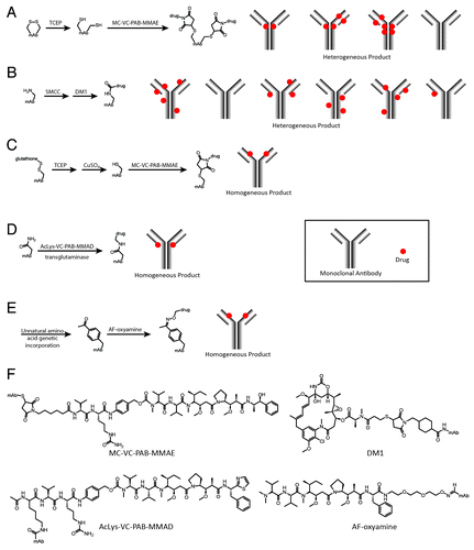 Figure 1. Schemes for non-specific (A and B) and site-specific (C, D, and E) drug conjugation to an antibody molecule. (A) After reduction of the interchain disulfide bonds with TCEP or DTT, MC-VC-PAB-MMAE (maleimidocaproyl-valinecitrulline-p-amino-benzyloxycarbonyl-monomethylauristatin E) was attached to the resulting cysteine side chain thiols using the maleimide functional group. The resulting conjugate was a heterogeneous mixture of antibodies with different numbers of drugs attached to the eight cysteine residues involved in interchain disulfide bonds. (B) DM1 (mertansine) was connected to the antibody with a maleimidocyclohexanecarboxylate bifunctional linker (SMCC) through the antibody lysine side chain amines. The resulting conjugate was a heterogeneous mixture with zero to eight drugs per antibody attached to as many as 40 different lysine residues.Citation34 (C) Site directed mutagenesis was utilized to install one additional cysteine residue in each heavy chain. Upon antibody expression this cysteine was found in a disulfide bond with glutathione. Reduction of all solvent exposed disulfide bonds followed by re-oxidation of the native disulfide bonds with CuSO4 resulted in a single thiol on each heavy chain which could be modified with a maleimide-containing drug such as MC-VC-PAB-MMAE. This gave a homogeneous product with precisely two drugs attached at the sites of the mutant cysteines. (D) AcLys-VC-PAB-MMAD (acetyllysine-valinecitrulline-p-aminobenzyloxycarbonyl-monomethyldolastatin 10) was attached using the enzyme microbial transglutaminase to catalyze the site-specific reaction between the drug lysine and engineered glutamine side chains in the antibody. This method produced a homogeneous conjugate with two drugs per antibody, attached to the engineered glutamines. (E) The unnatural amino acid p-acetylphenylalanine was genetically incorporated into an antibody using an amber stop codon suppressor tRNA/aaRS pair. The resulting antibody contained one p-acetylphenylalanine in each heavy chain at the location of the genetically encoded amber stop codon. Site-specific modification of p-acetylphenylalanine with AF-oxyamine (auristatin F-oxyamine) resulted in a homogeneous conjugate with precisely two drugs per antibody. (F) Chemical structures and abbreviations of drugs drawn with relevant antibody amino acid side chain attached.