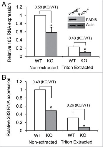 Figure 1. rRNA quantities are lower and more soluble in Padi6 KO oocytes. (A) Quantitative real time PCR analysis of the 18S rRNA expression in Padi6 WT or KO GV stage oocytes before or after Triton X-100 extraction. The insert shows the depletion of PADI6 in Padi6 knock out oocytes by western blot. Actin was used as a protein loading control. (B) Quantitative real time PCR analysis of the 28S rRNA expression in Padi6 WT or KO GV stage oocytes before or after Triton X-100 extraction. The expression data were normalized to Gapdh. The graph represents the mean ± SD (n = 3). *p < 0.05.